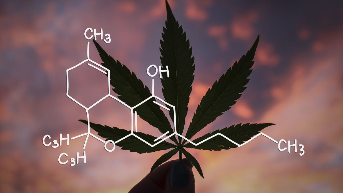 Cannabis's CBN molecule structure  Cannabis's CBN molecule structure