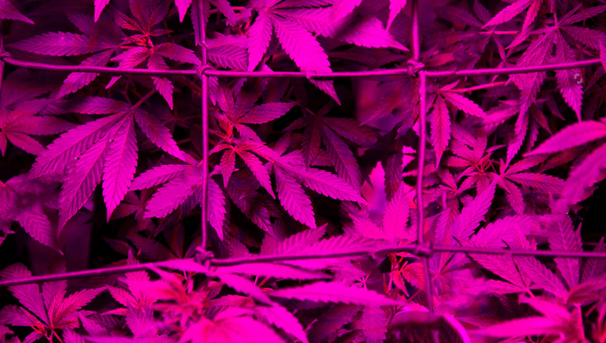 Grow Autoflowers with LEDs: why use leds Grow Autoflowers with LEDs: why use leds