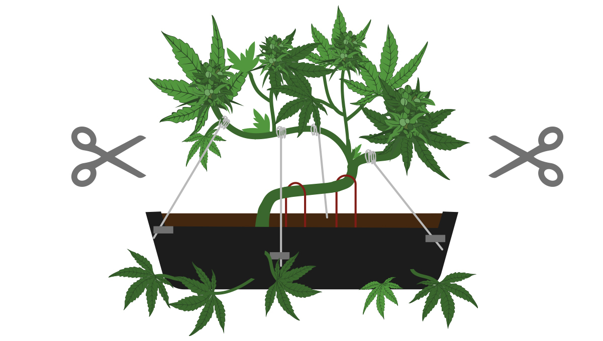How to grow your own cannabis bonsai: pruning How to grow your own cannabis bonsai: pruning