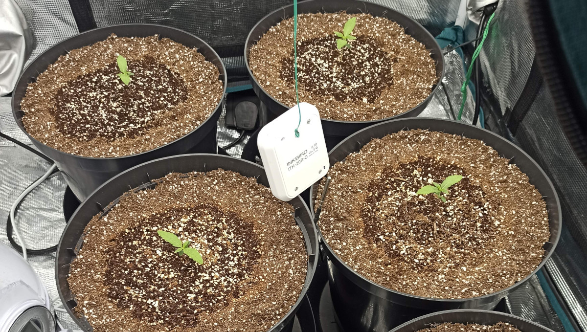 Strawberry Pie Auto Cannabis Strain Week-by-Week Guide: Seedlings in big plastic containers filled with coco