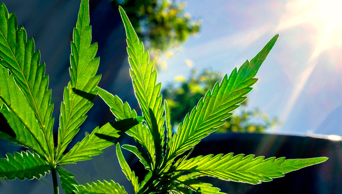 Best light schedule for cannabis in the vegetative stage: light schedules outdoors