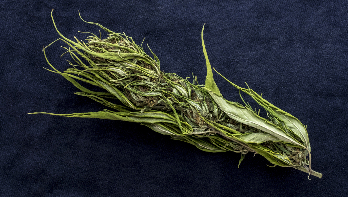 Sinsemilla: the history Sinsemilla: the history