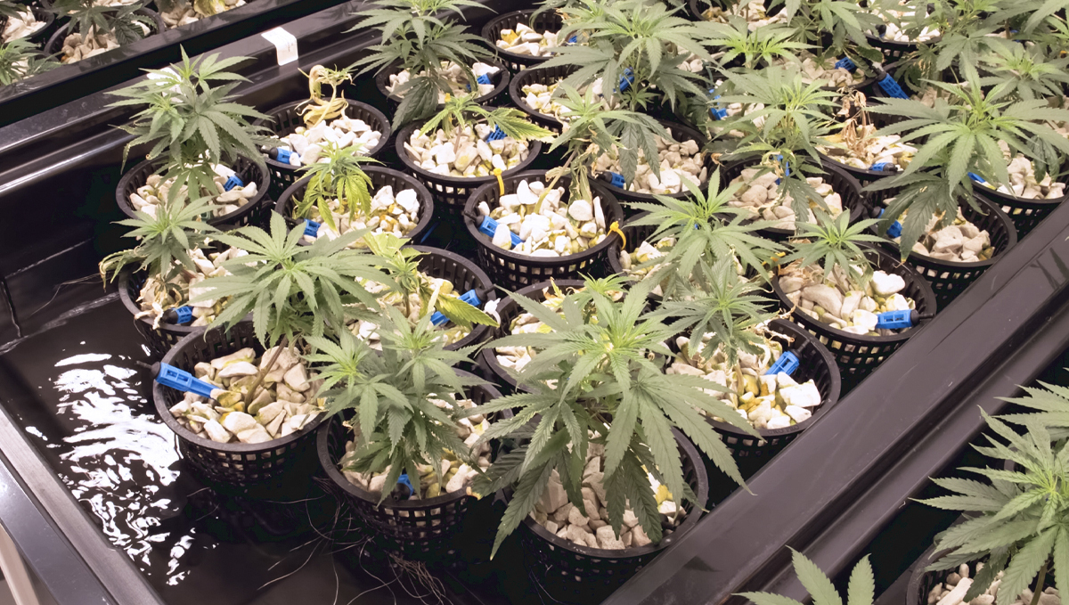 Warum und wie man ein pH-Messgerät verwendet: Hydro