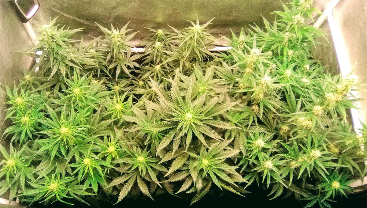 Strawberry Pie Auto Cannabis Strain Week-by-Week Guide: Autoflowers in early flower indoors
