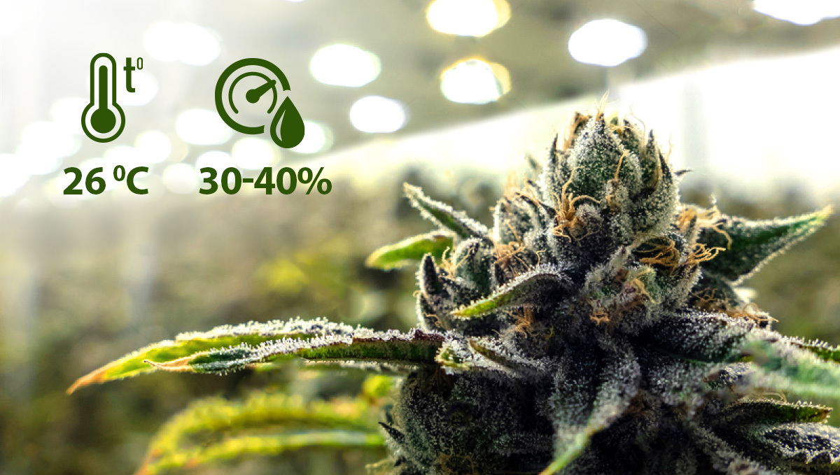 Growing conditions
