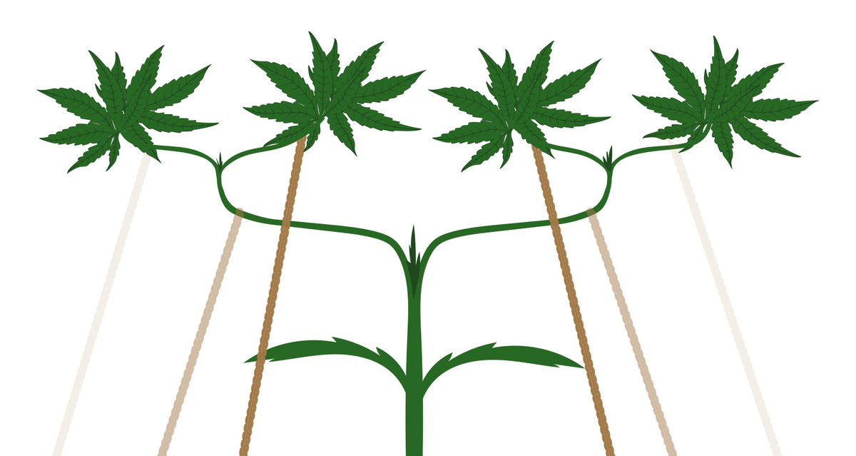 Main-lining: Tie down the branches in a 90 degree angle