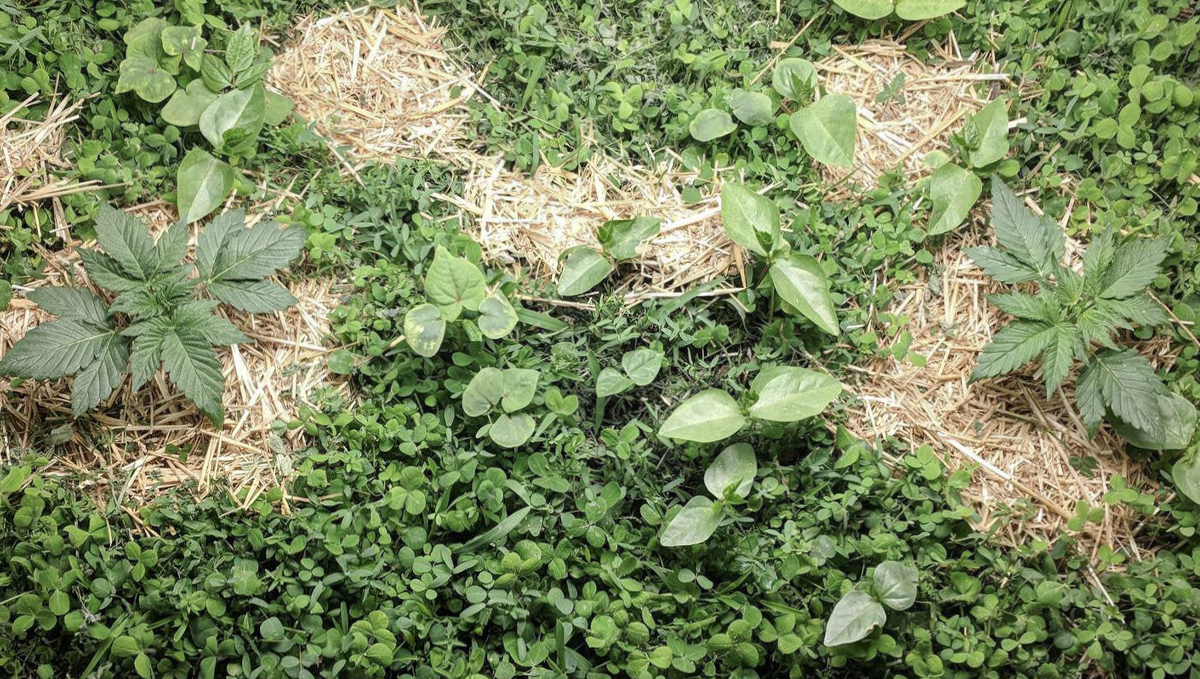 No-till cannabis guide: what is it? No-till cannabis guide: what is it?