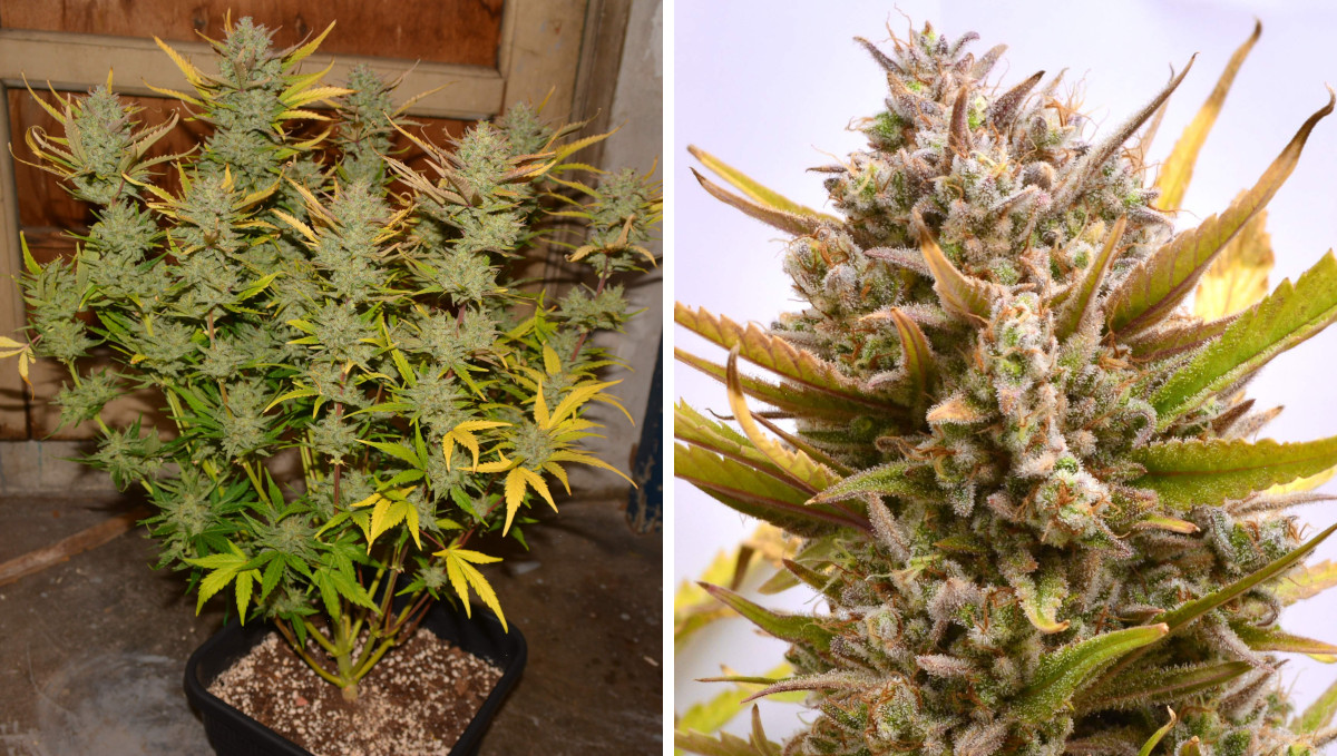 Gelato Auto Cannabis Strain Week-by-Week Guide: An almost mature autoflower with most yellow leaves plucked, and a faded mature bud Gelato Auto Cannabis Strain Week-by-Week Guide: An almost mature autoflower with most yellow leaves plucked, and a faded mature bud