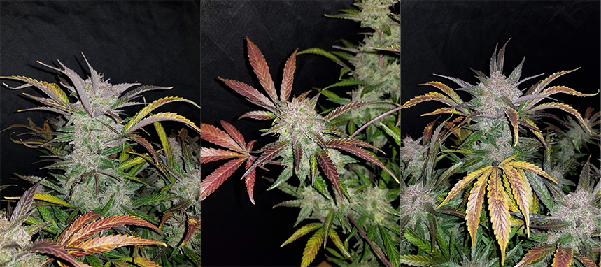 cream-cookies-buds.jpg Fast Buds Cream Cookies Buds