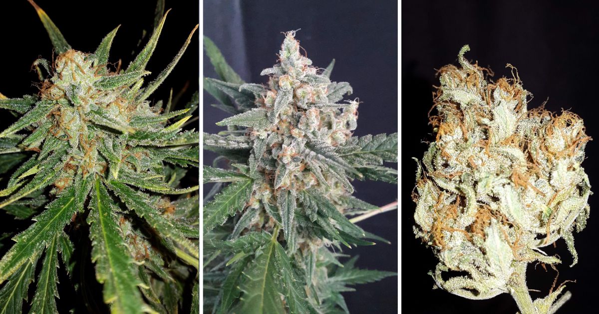 White Widow Auto guide: week 9 White Widow Auto guide: week 9