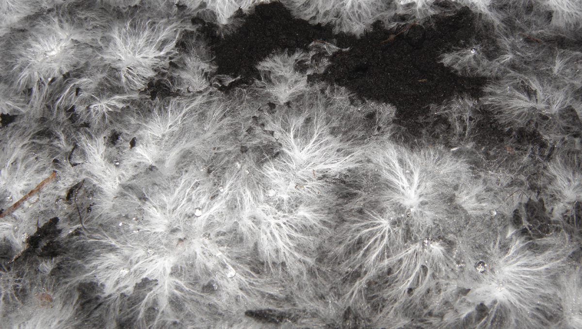 Cannabis and mycorrhizae: knf