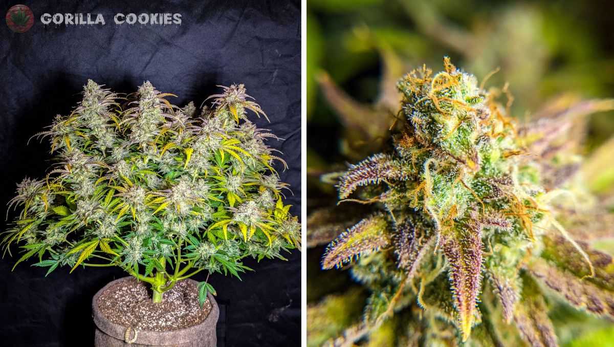 Gorilla Cookies Auto Cannabis Strain Week-by-Week Guide: A very frosty bush