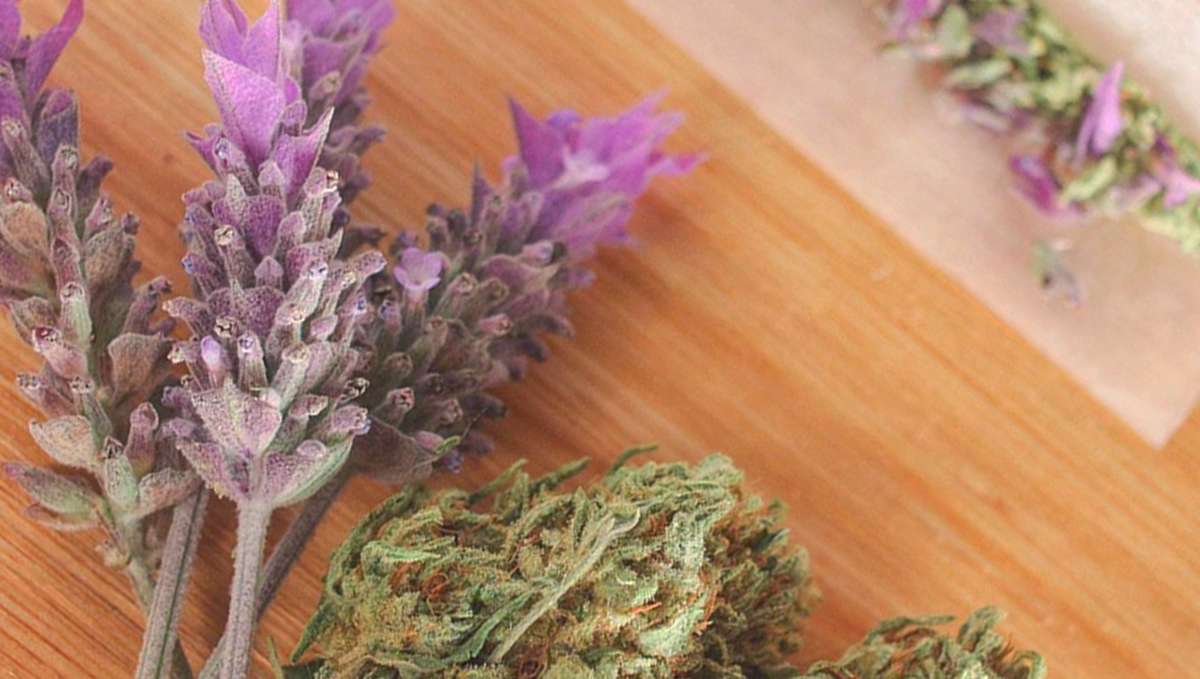 Lavender is rich in linalool terpenes, blend it in your joints for an extra sedative high. Lavender is rich in linalool terpenes, blend it in your joints for an extra sedative high.