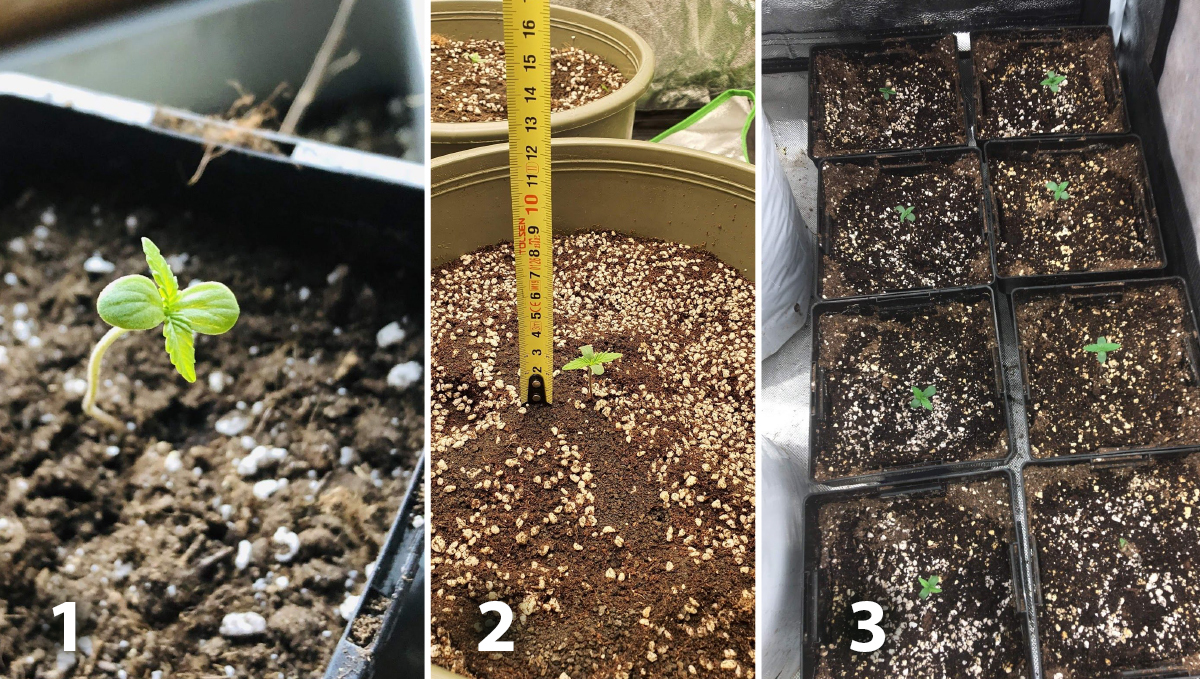 Outdoor cannabis grow in Italy: week 1 of plant growth