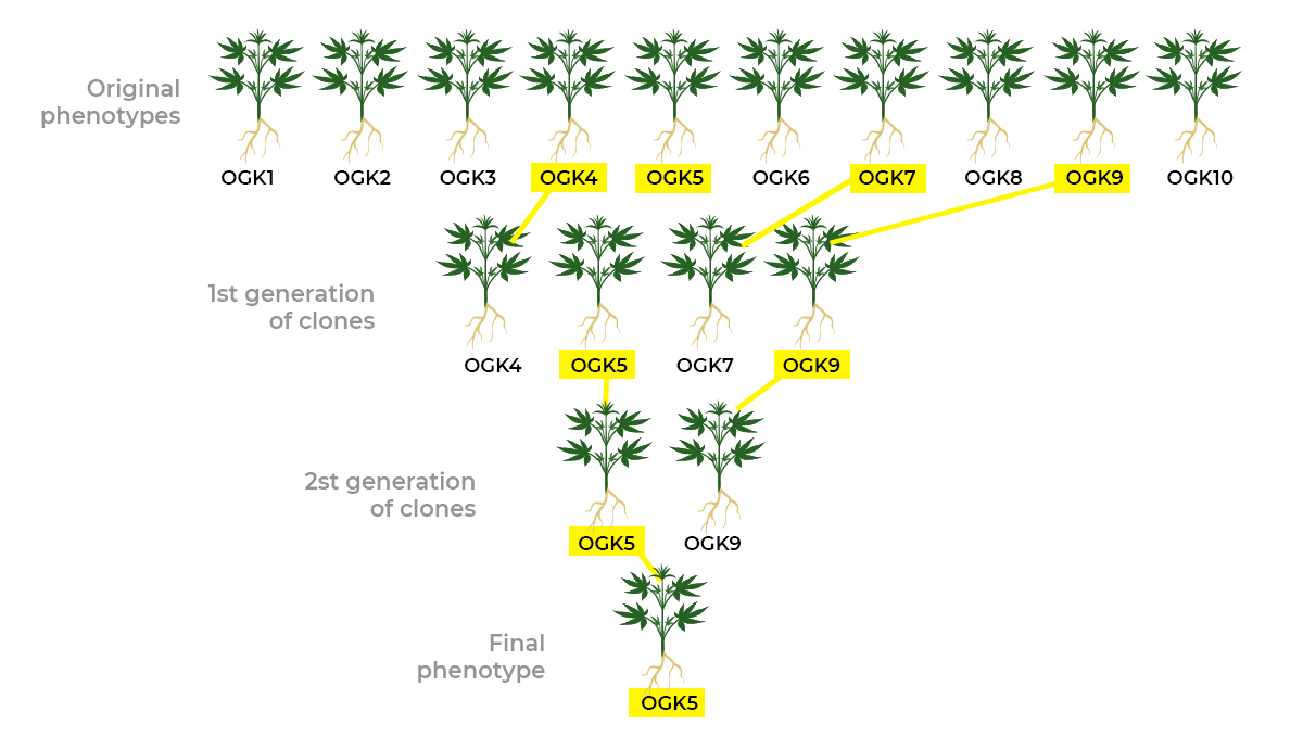 Genotype and phenotype: selecting a phenotype