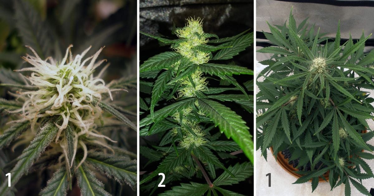 Colher a sua cannabis autoflorescente: maturação das flores na semana 7 Colher a sua cannabis autoflorescente: maturação das flores na semana 7
