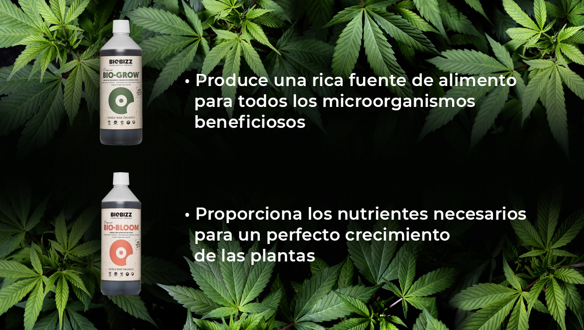Programa de alimentación de Biobizz: biogrow y biobloom