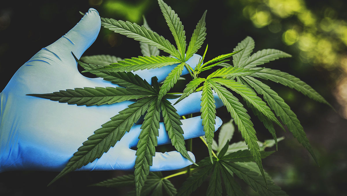 Cannabis Related Stomach Disorder On The Rise: Lots of research need to be done regarding CHS. Cannabis Related Stomach Disorder On The Rise: Lots of research need to be done regarding CHS.