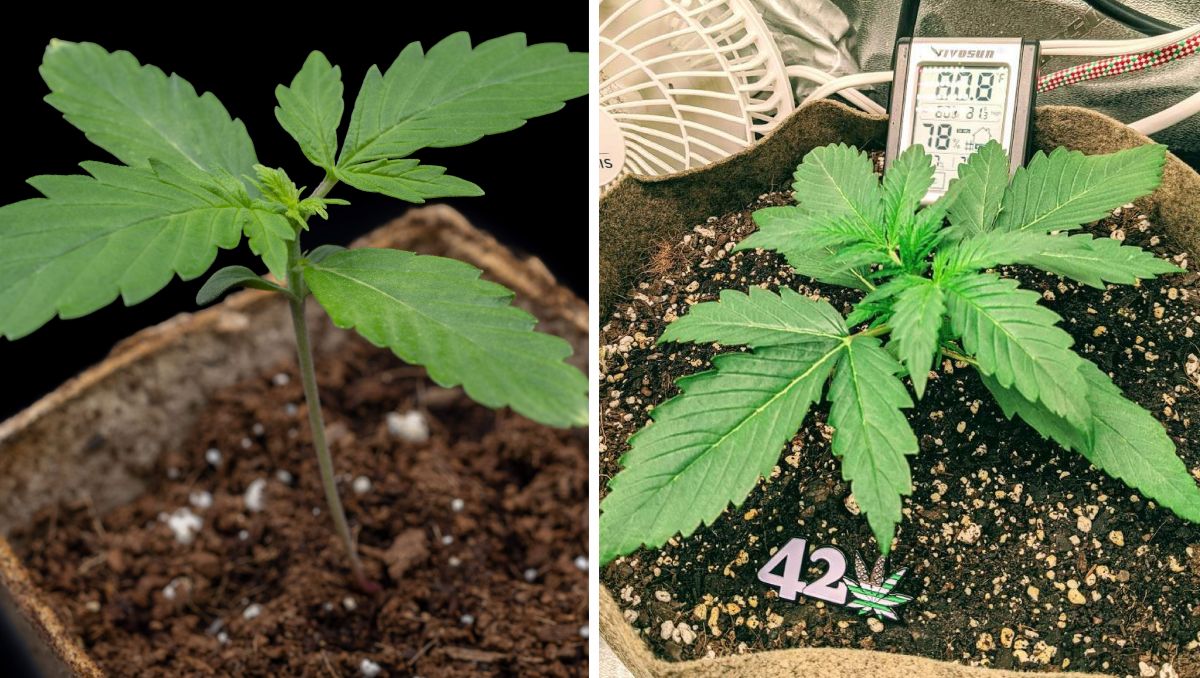 Gorilla Cookies Auto Cannabis Strain Week-by-Week Guide: Two very different seedlings