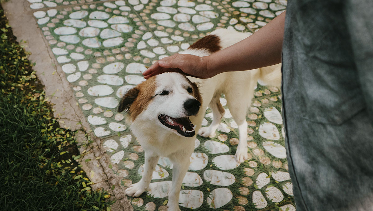 10 Best Activities To Do While You're Stoned: Share some quality high time with your pet.