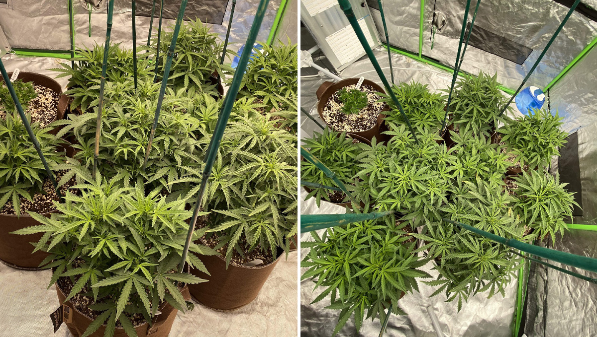 Cheese Auto: week 4 Cheese Auto: week 4