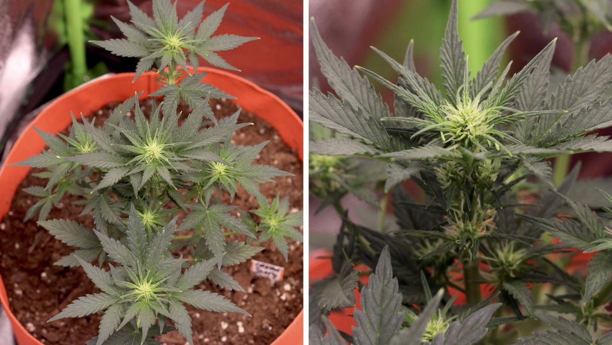 Orange Sherbet Auto Cannabis Strain Week-by-Week Guide: A small autoflower in a grow bag at the beginning of flowering stage Orange Sherbet Auto Cannabis Strain Week-by-Week Guide: A small autoflower in a grow bag at the beginning of flowering stage