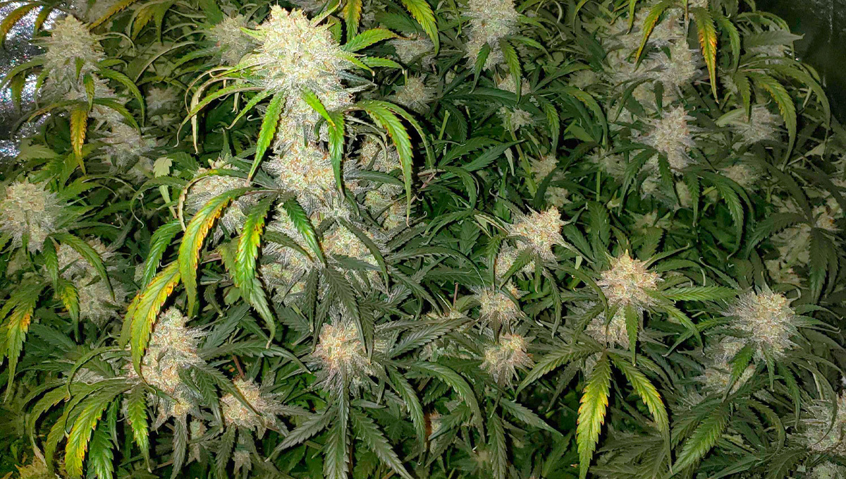 Strain History: AK-47 Auto Bush Strain History: AK-47 Auto Bush