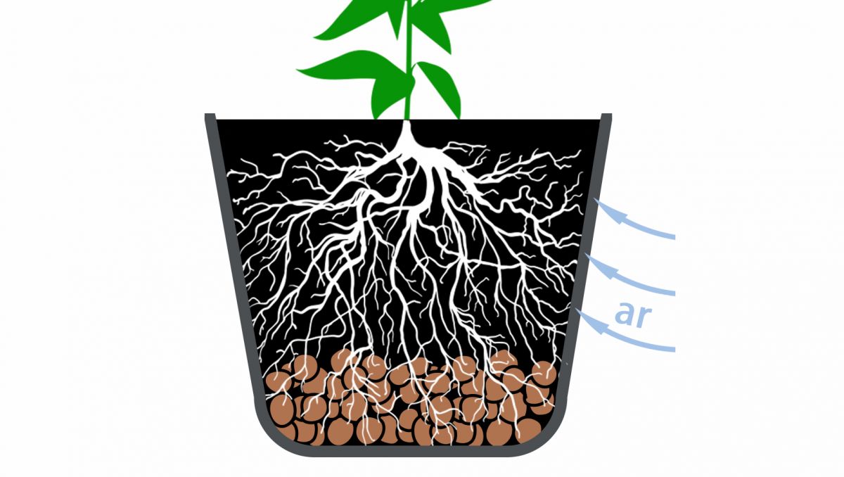 Melhor tamanho de vaso para autoflorescentes: melhores vasos