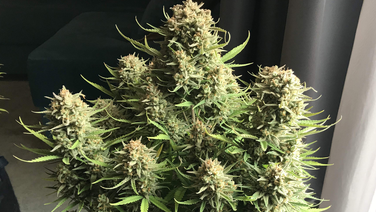 Top 10 cheap seeds: west coast og auto Top 10 cheap seeds: west coast og auto