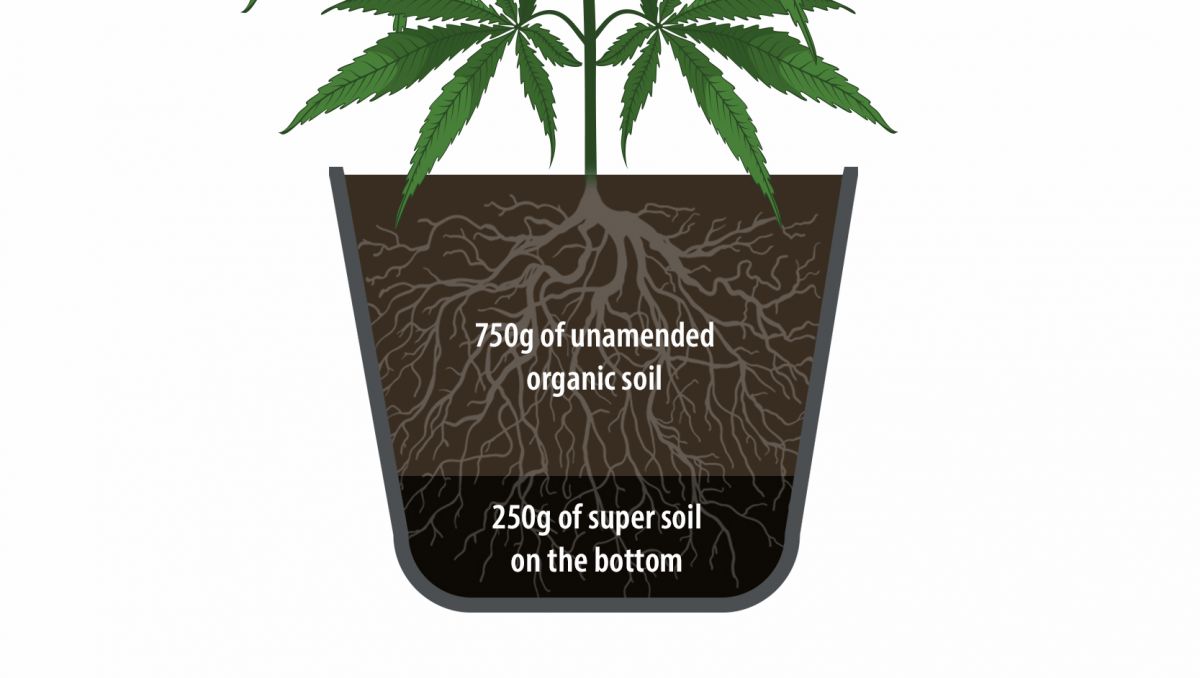 super soil for cannabis plants: how to use super soil super soil for cannabis plants: how to use super soil