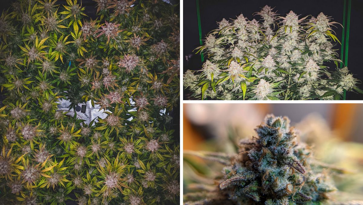 Gorilla Cookies Auto Cannabis Strain Week-by-Week Guide: Crystals everywhere