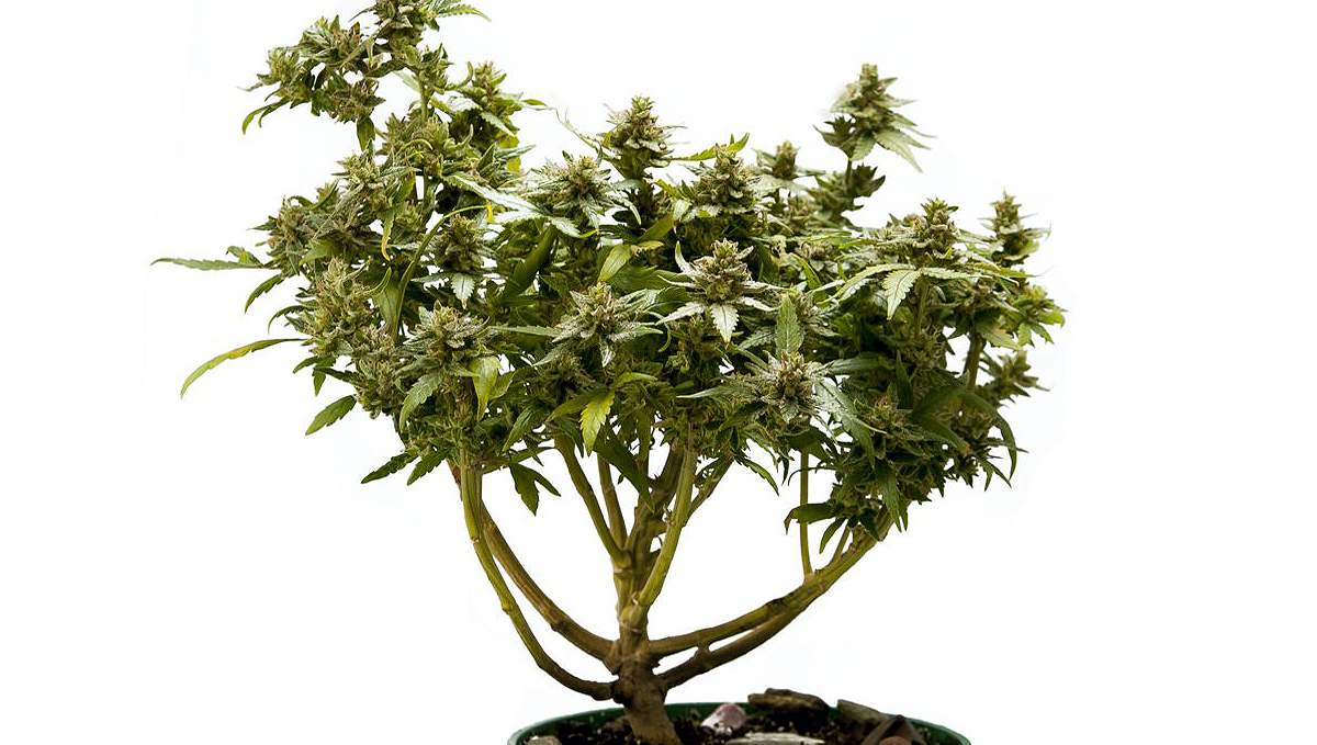 How to grow your own cannabis bonsai: what is it?