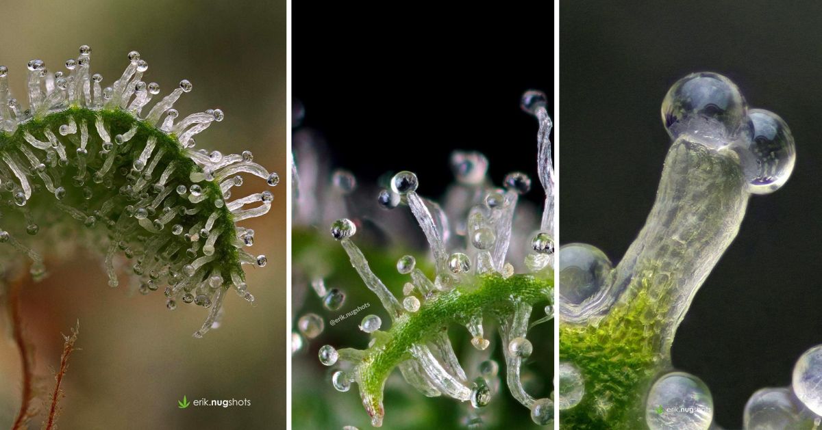 Colher a sua cannabis autoflorescente: tricomas transparentes Colher a sua cannabis autoflorescente: tricomas transparentes