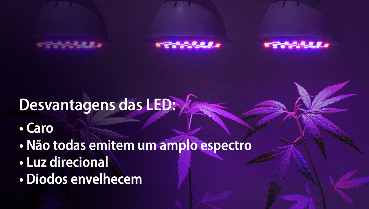 Cultivar autoflorescentes com LEDs: desvantagens Cultivar autoflorescentes com LEDs: desvantagens