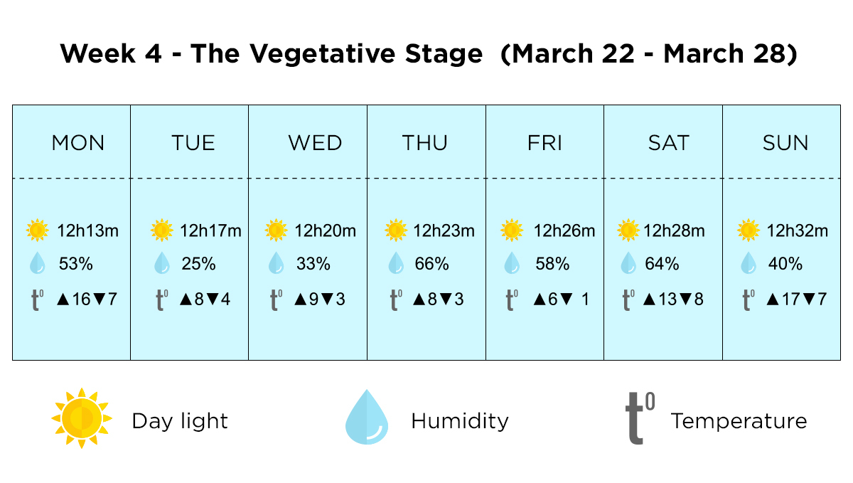 Growing cannabis outdoors in Italy: week 4 of the vegetative stage