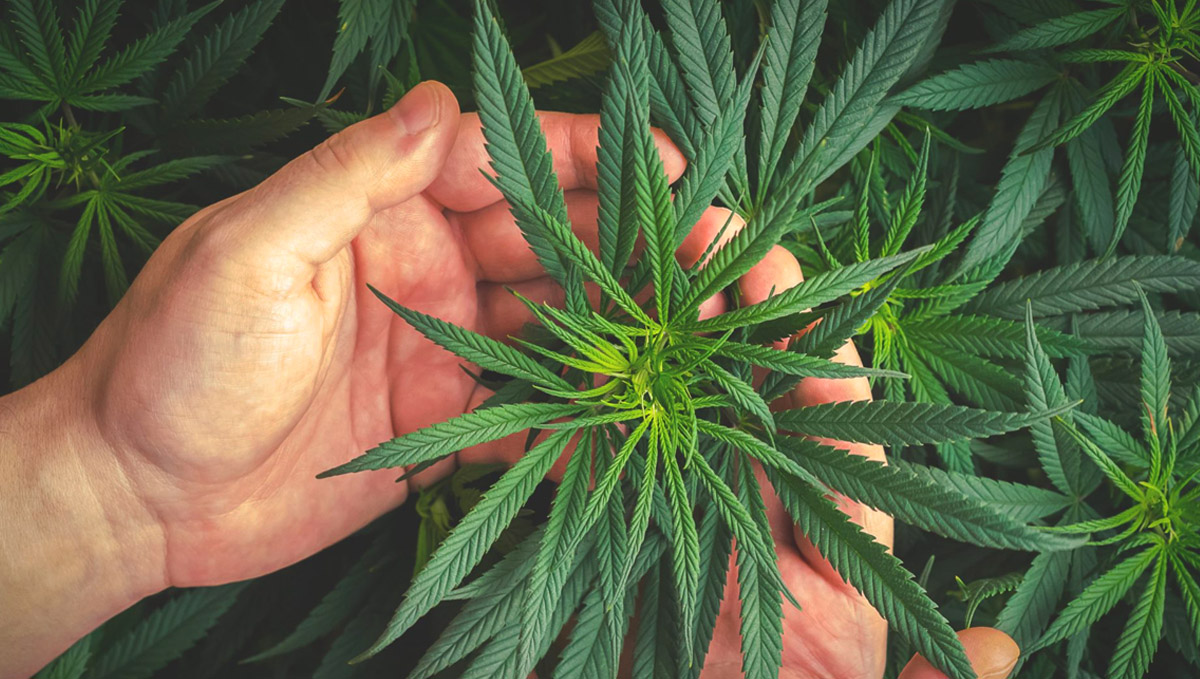CBD doesn't cause tolerance, it's harmless and you can get it from your garden! CBD doesn't cause tolerance, it's harmless and you can get it from your garden!