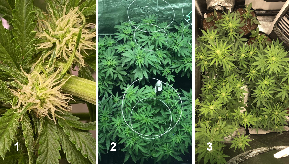 Northern Lights: week 6 Northern Lights: week 6