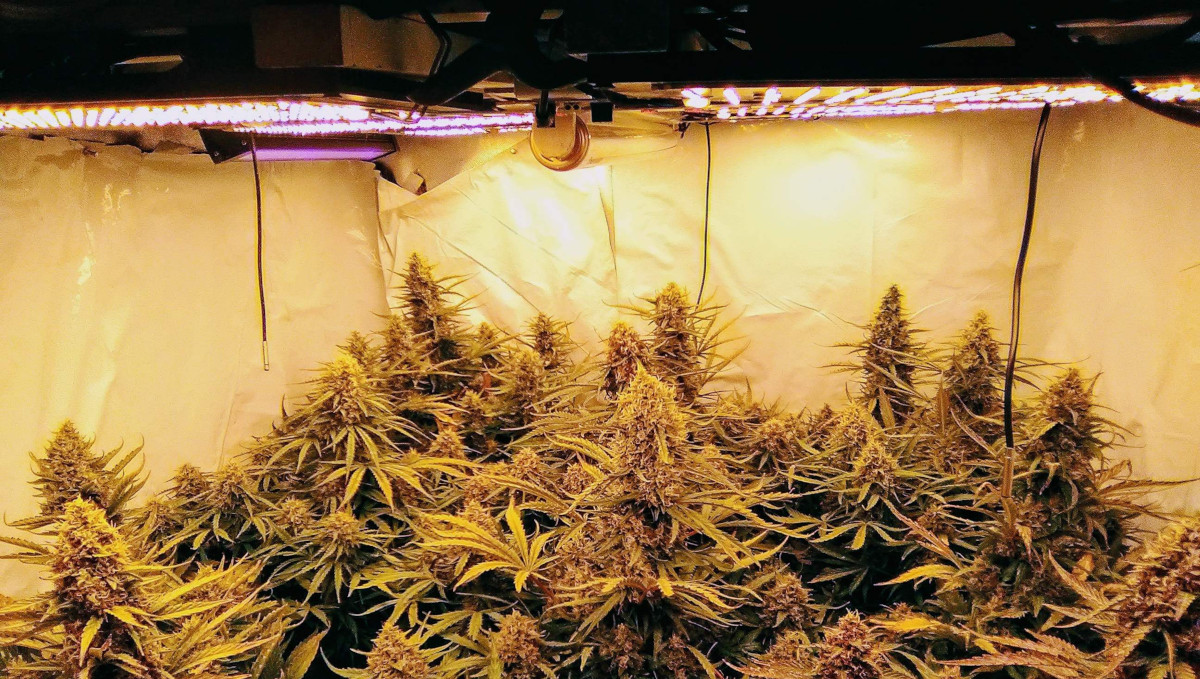 Orange Sherbet Auto Cannabis Strain Week-by-Week Guide: Many autoflowers in a big tent under LED lights Orange Sherbet Auto Cannabis Strain Week-by-Week Guide: Many autoflowers in a big tent under LED lights