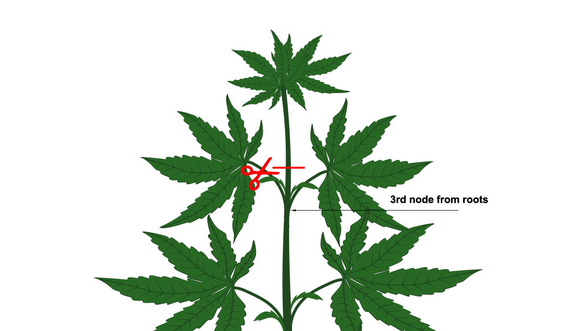 Main-lining: cut your plant down to the third node