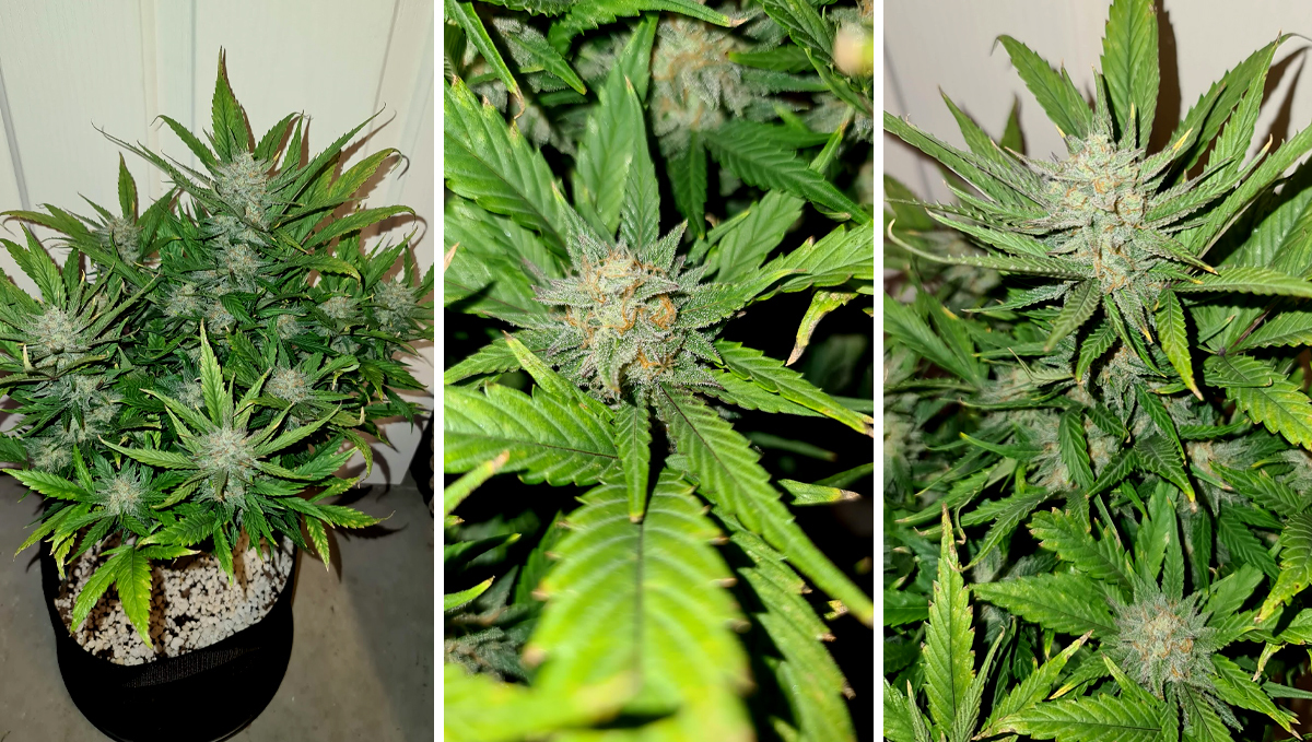 AK auto cannabis strain: week 8