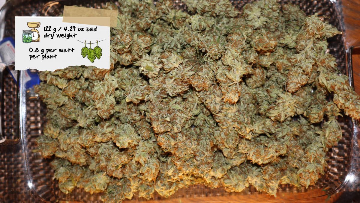 Orange Sherbet Auto Cannabis Strain Week-by-Week Guide: A tray full of small dried marijuana nuggets Orange Sherbet Auto Cannabis Strain Week-by-Week Guide: A tray full of small dried marijuana nuggets