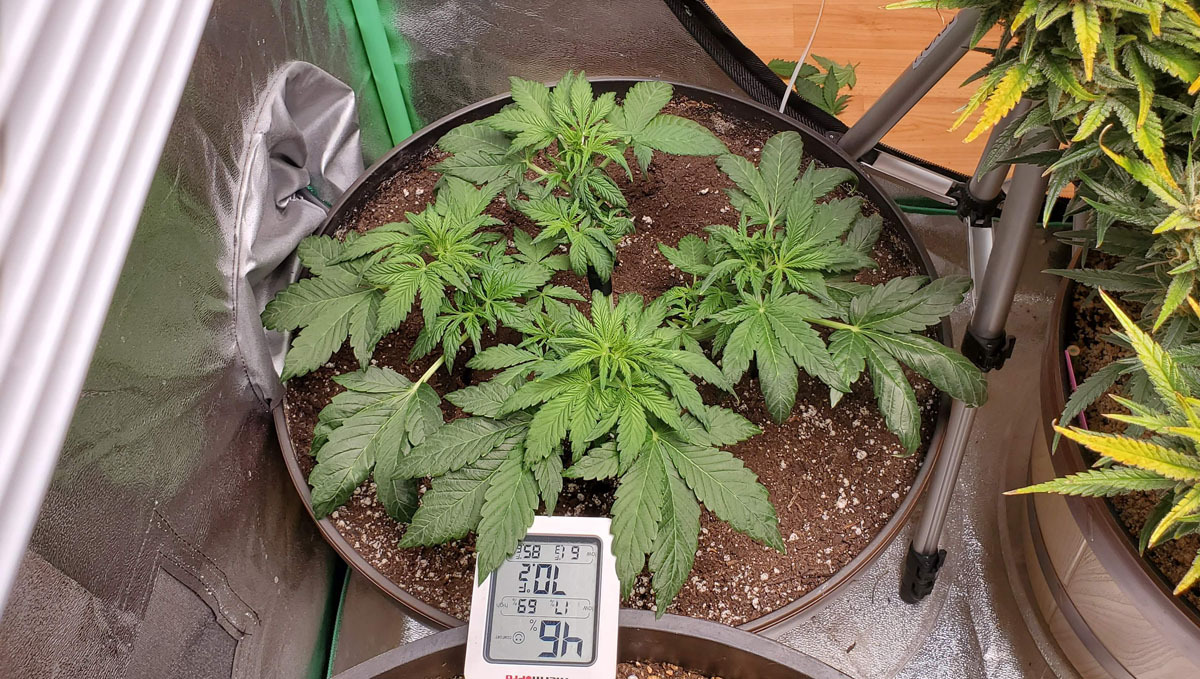 An autoflower after defoliation An autoflower after defoliation