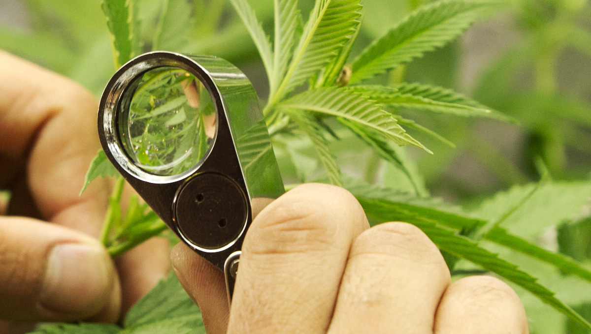 Broad mites: where are they found Broad mites: where are they found