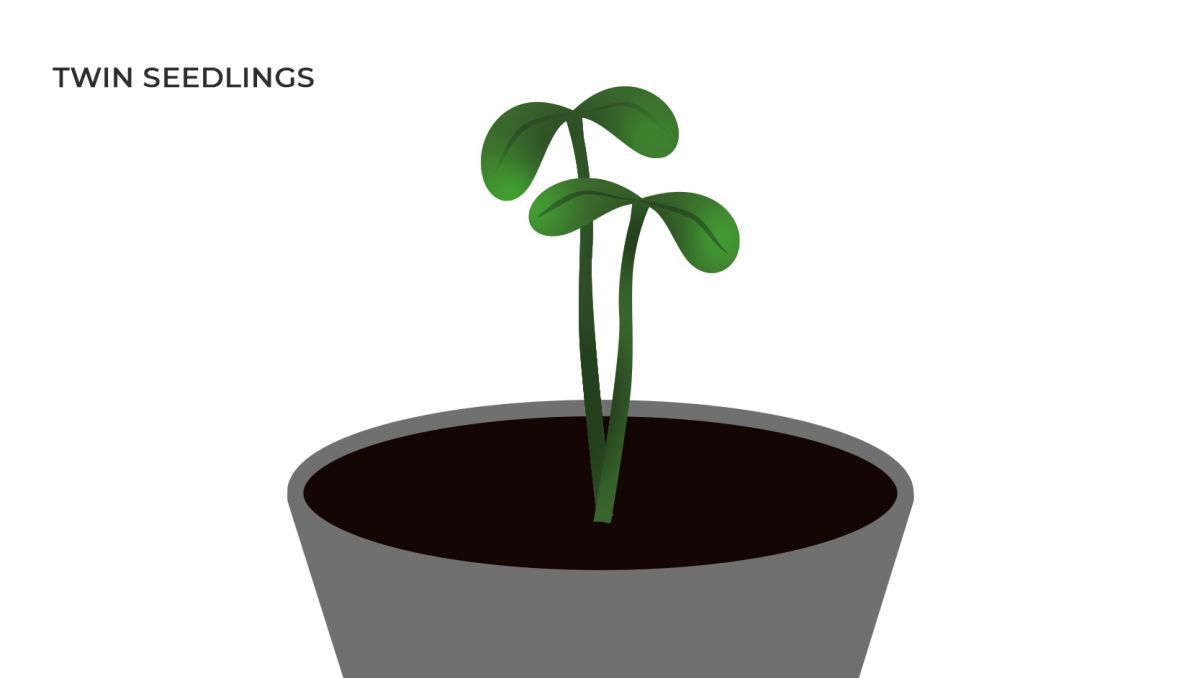 Common cannabis mutations: twin seedlings Common cannabis mutations: twin seedlings