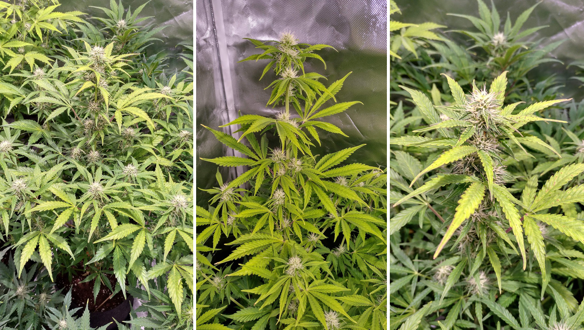 Jack Herer Auto: week 7