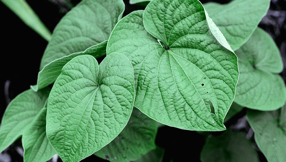 Non-marijuana cannabinoids: kava Non-marijuana cannabinoids: kava