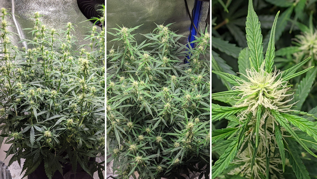 Sour diesel auto guide: week 6 Sour diesel auto guide: week 6