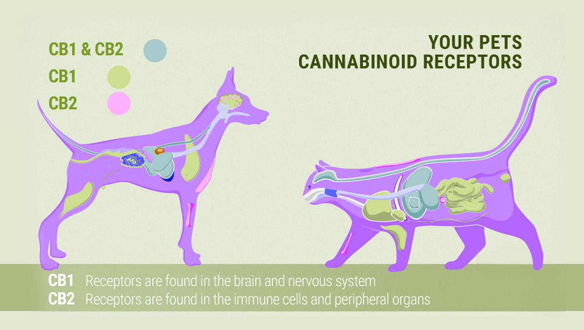 Pets cannabinoid receptors.