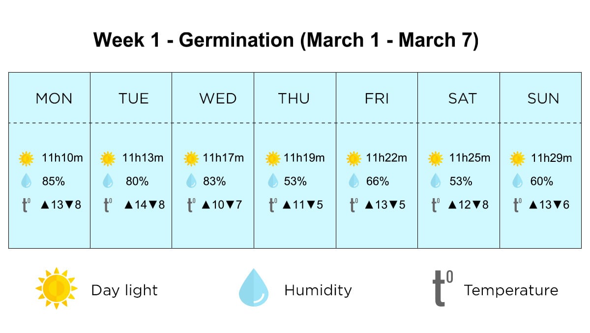 Outdoor cannabis grow in Italy: germination