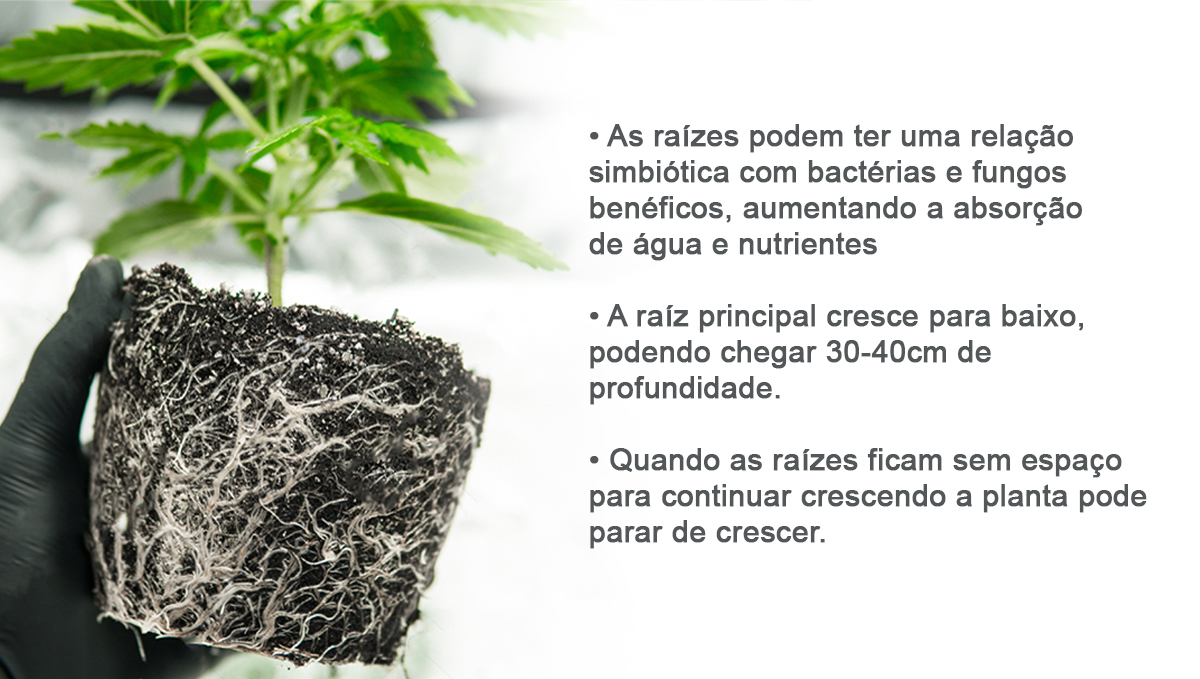 Melhor tamanho de vaso para autoflorescentes: raízes